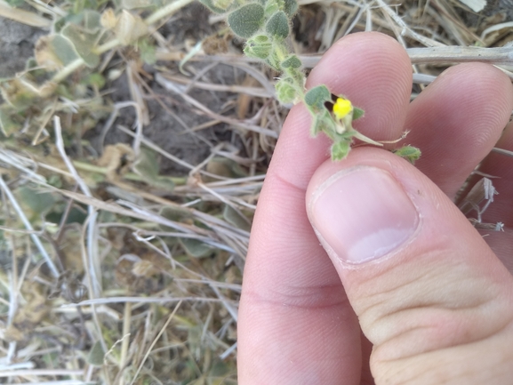 Round-leaved Toadflax, Round-leaved Fluellin  photographed by יצחק כהן 