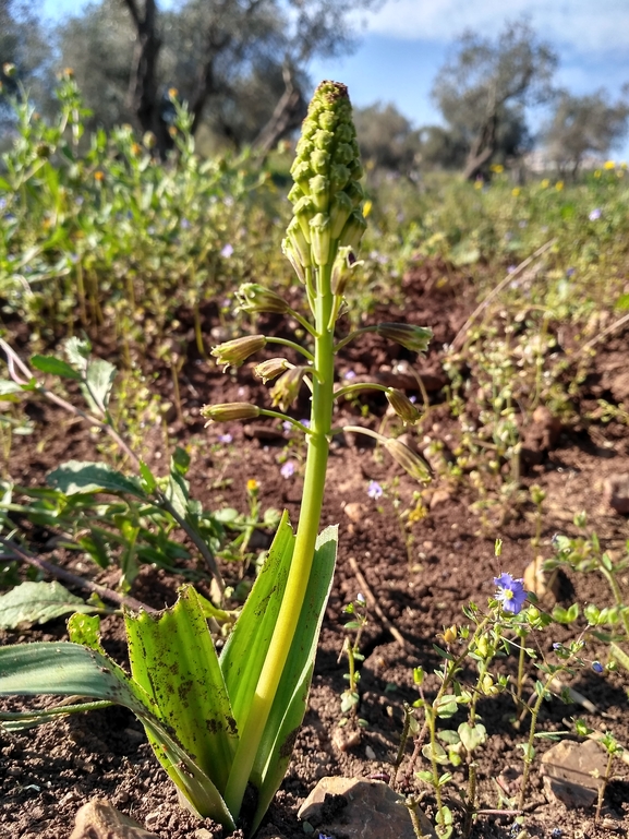 זמזומית ורבורג  צולם על ידי נעם שגב 