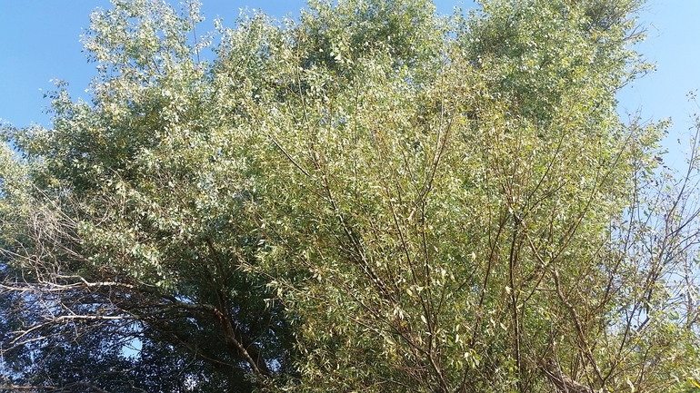 צפצפת הפרת  צולם על ידי שמשון ולוטקר 