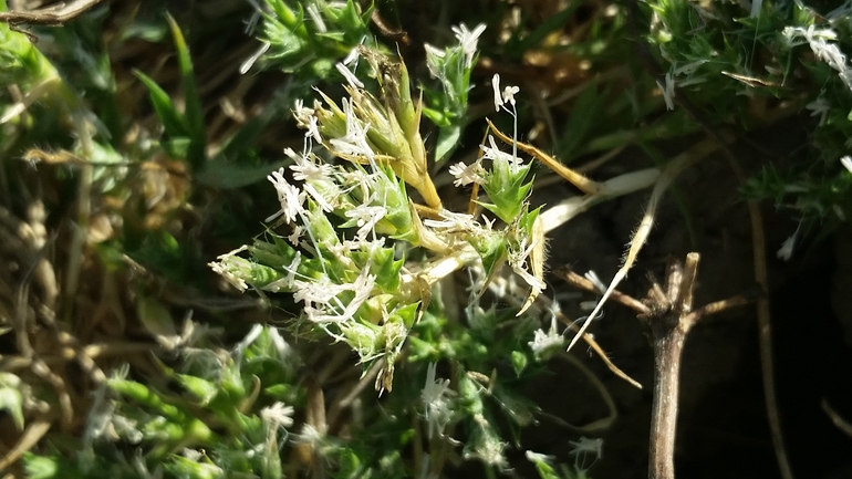 Crypsis minuartioides  photographed by שמשון ולוטקר 