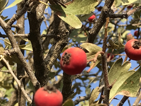 עוזרר אדום  צולם על ידי שמואל מזר 