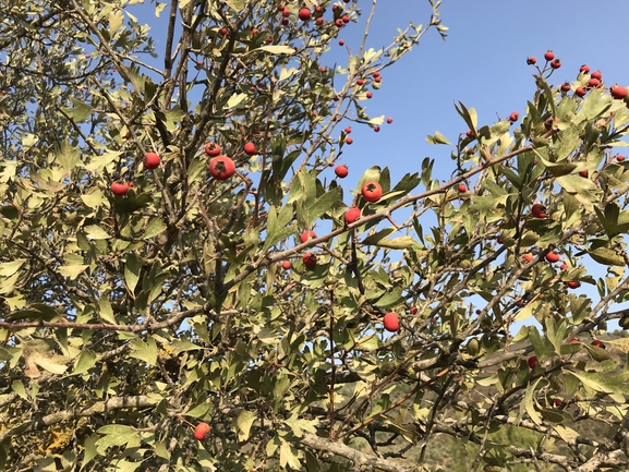 עוזרר אדום  צולם על ידי שמואל מזר 