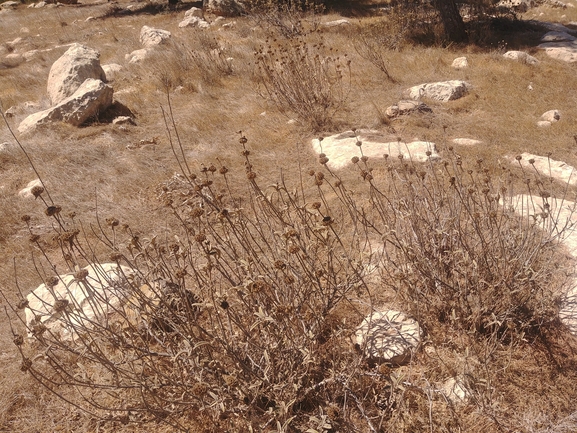 שלהבית המדבר  צולם על ידי דר בן-נתן 