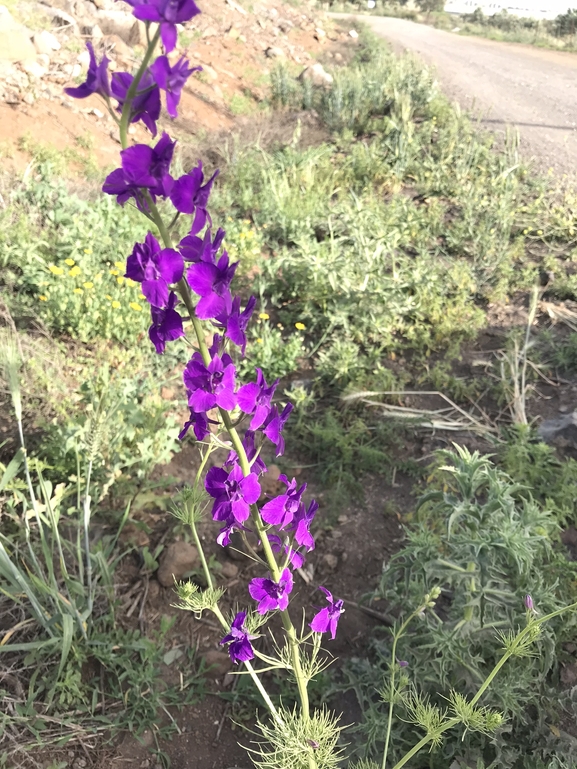 בר-דורבן מזרחי  צולם על ידי אתר הצמחים האדומים 