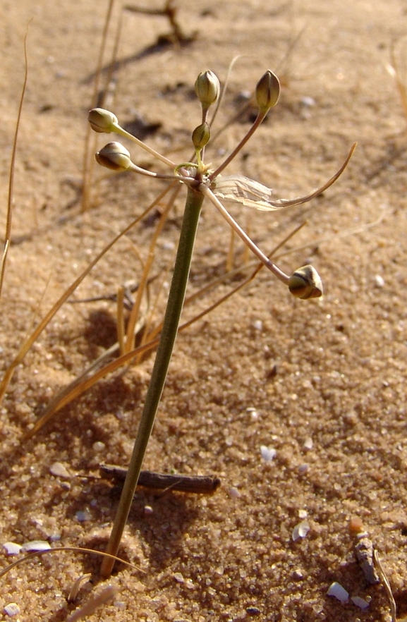 שום המדבר  צולם על ידי פרומקין רון 