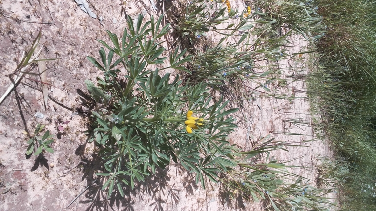 תורמוס צהוב  צולם על ידי אתר הצמחים האדומים 