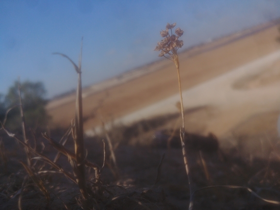 שום קולמן  צולם על ידי דר בן-נתן 