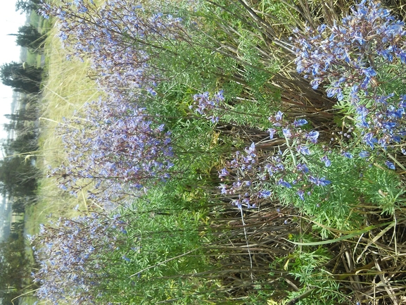 געדה קיפחת  צולם על ידי אתר הצמחים האדומים 