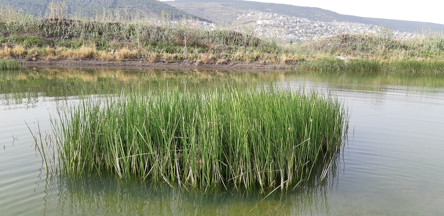 בוציץ סוככני  צולם על ידי אלדד אלרון 