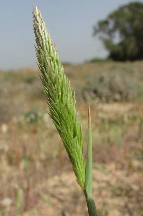 תלת-חוד מבריק  צולם על ידי סיקו בכור 