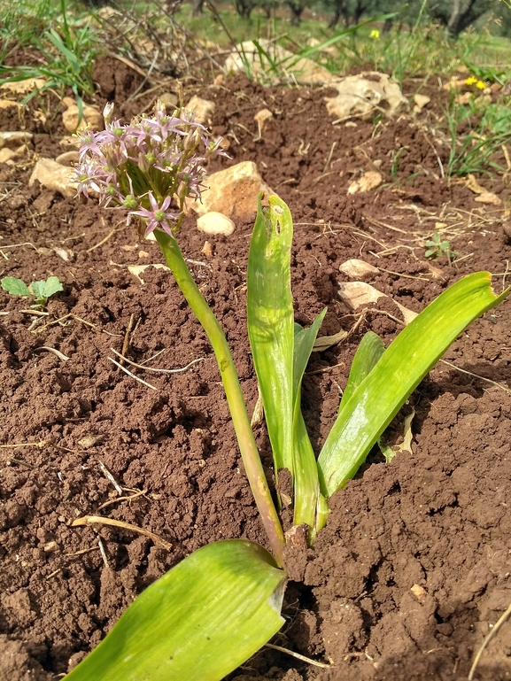 שום הגלגל  צולם על ידי נעם שגב 