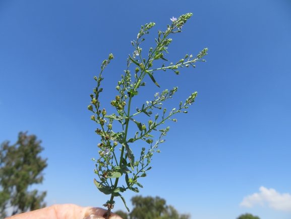 ורוניקה עדינה  צולם על ידי יאיר אור 