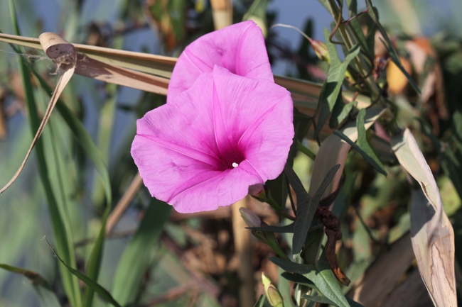 לפופית החיצים  צולם על ידי דותן רותם 