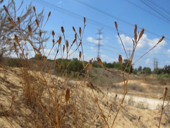 ציפורנית חופית  צולם על ידי עמית מנדלסון 