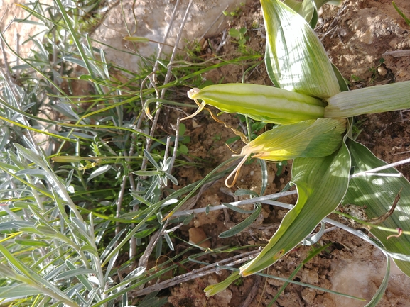 אירוס טוביה  צולם על ידי דר בן-נתן 