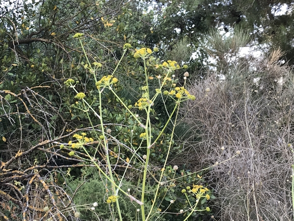 כלך מירוני  צולם על ידי שמואל מזר 