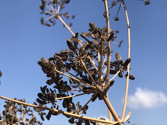 כלך מירוני  צולם על ידי שמואל מזר 