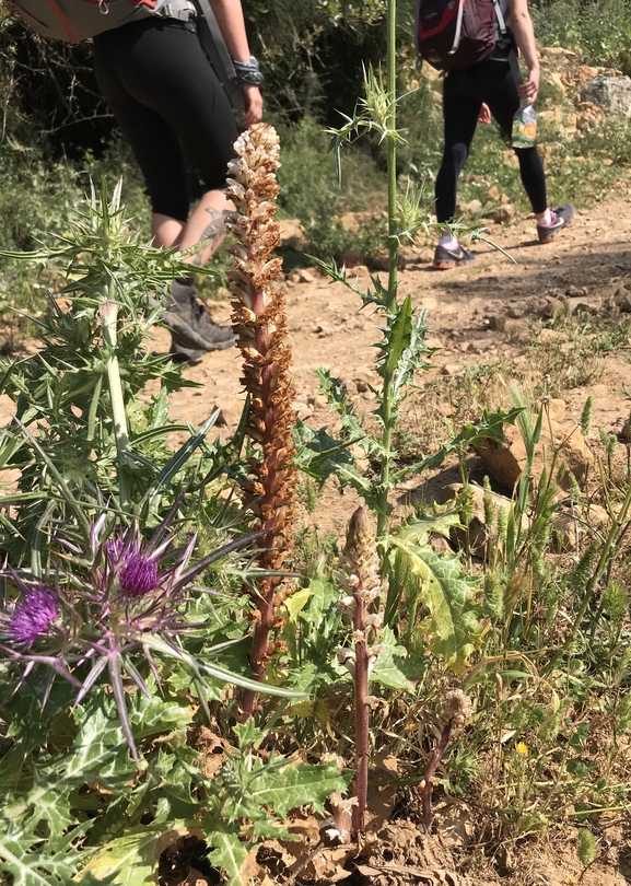 עלקת ארץ-ישראלית  צולם על ידי אתר הצמחים האדומים 