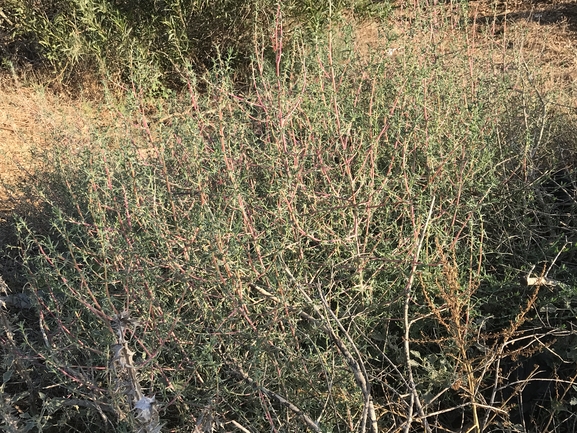 מלחית הבורית  צולם על ידי שמואל מזר 