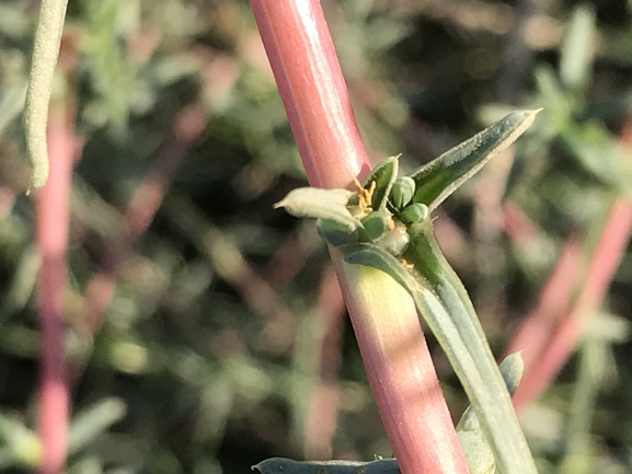 מלחית הבורית  צולם על ידי שמואל מזר 