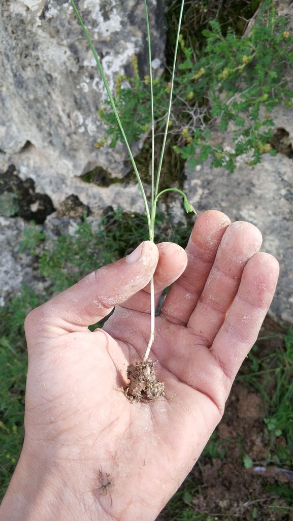 רומולאה זעירה  צולם על ידי נוגן צברי 