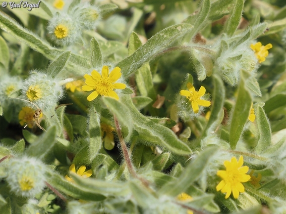 Pulicaria auranitica  photographed by יעל אורגד 