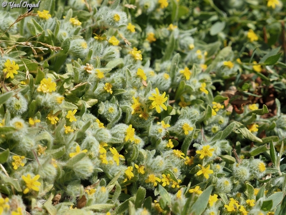 Pulicaria auranitica  photographed by יעל אורגד 