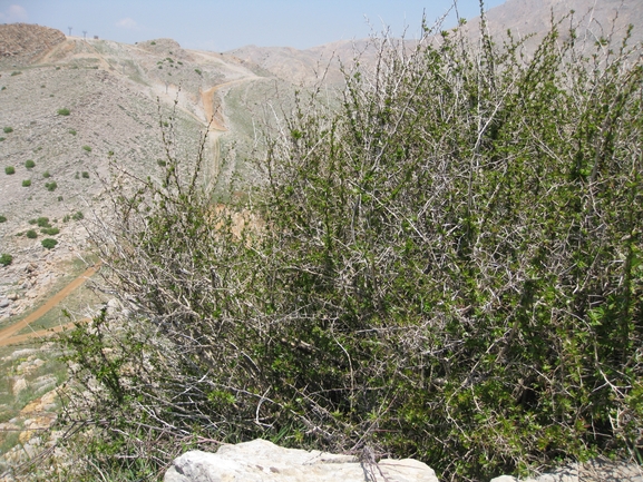 ברברית הלבנון  צולם על ידי יובל ספיר 