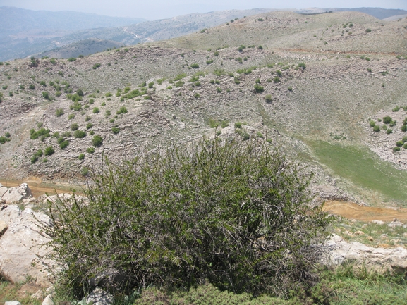 ברברית הלבנון  צולם על ידי יובל ספיר 