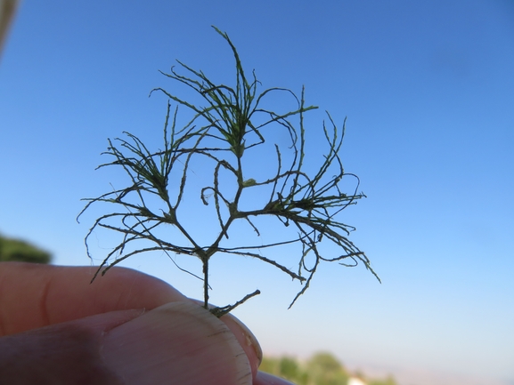 ניידה קטנה  צולם על ידי יאיר אור 