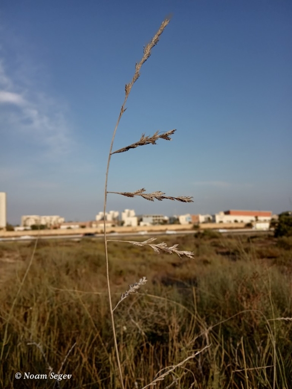 מצדית מגובששת  צולם על ידי נעם שגב 