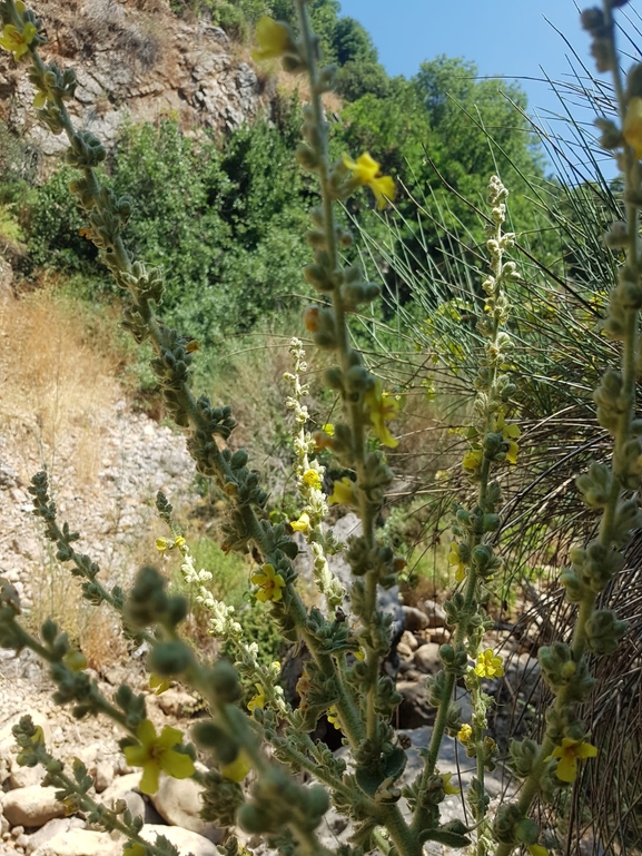 בוצין קיסריון  צולם על ידי אתר הצמחים האדומים 