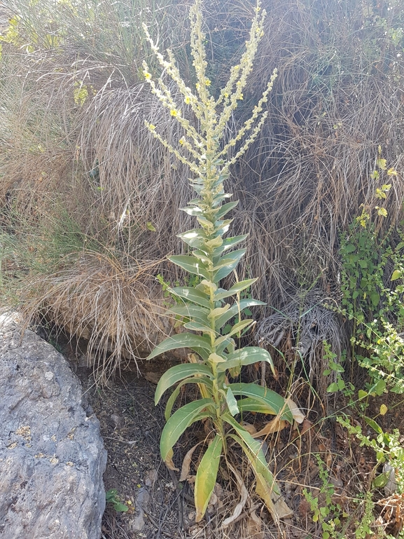 בוצין קיסריון  צולם על ידי אתר הצמחים האדומים 