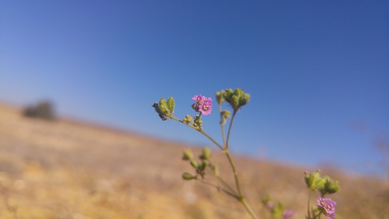 בורהביה זוחלת  צולם על ידי אתר הצמחים האדומים 