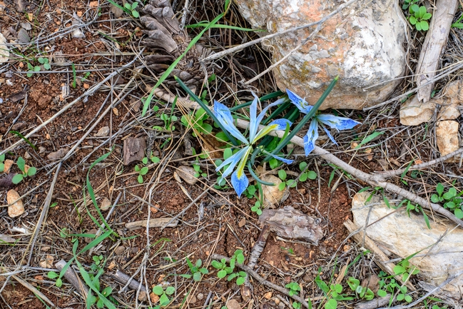 אירוס הסרגל  צולם על ידי אתר הצמחים האדומים 