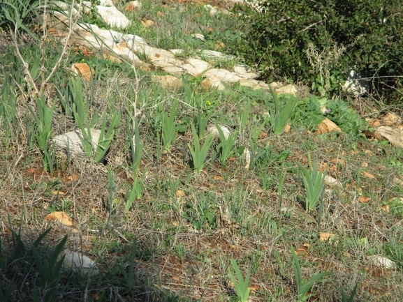 אירוס נצרתי  צולם על ידי נעמה טסלר 