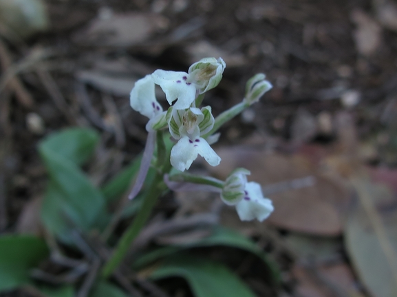 Anacamptis israelitica  צולם על ידי אתר הצמחים האדומים 