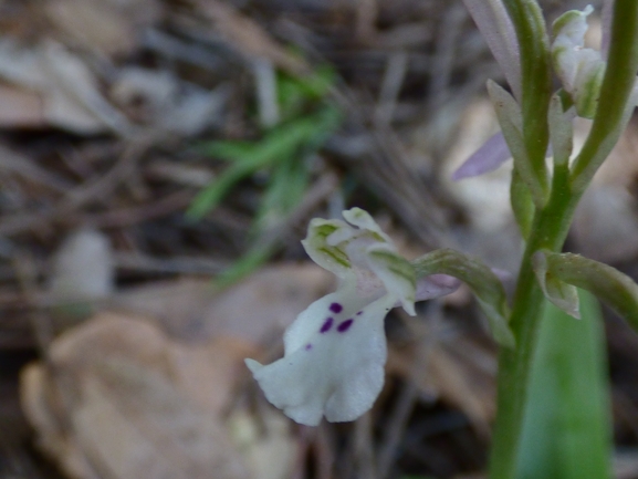 Anacamptis israelitica  צולם על ידי אתר הצמחים האדומים 