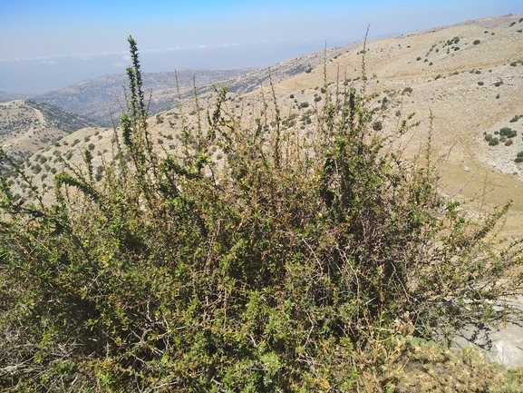 ברברית הלבנון  צולם על ידי אורי פרגמן-ספיר 