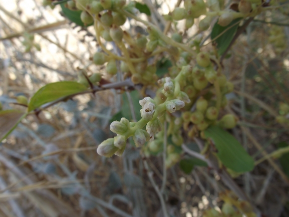 כשות גס  צולם על ידי אתר הצמחים האדומים 