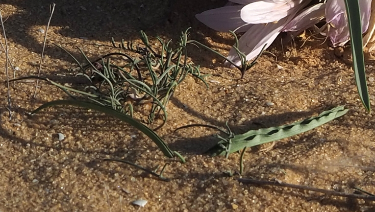 אחילוף זעיר  צולם על ידי פרומקין רון 