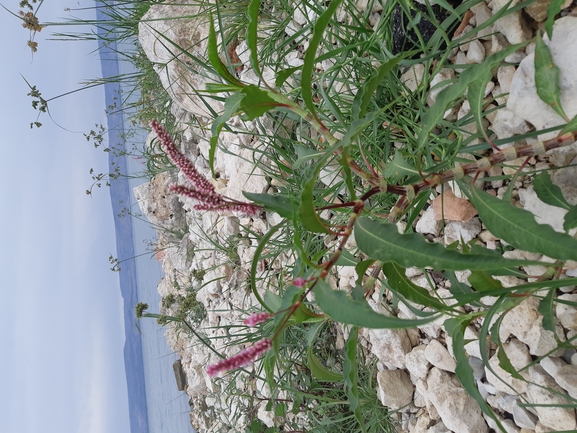 בת-ארכובית סנגלית  צולם על ידי דותן רותם 