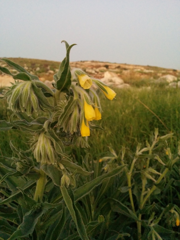 סומקן ענקי  צולם על ידי אתר הצמחים האדומים 