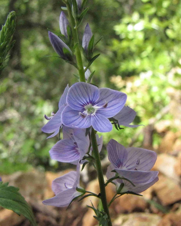 ורוניקה קירחת  צולם על ידי סיקו בכור 