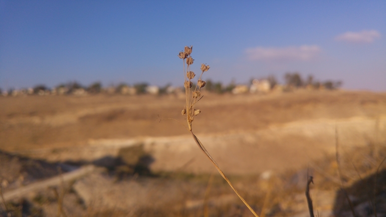 שום קולמן  צולם על ידי אתר הצמחים האדומים 