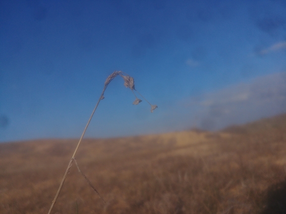 שום קולמן  צולם על ידי דר בן-נתן 