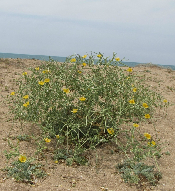 פרגה צהובה  צולם על ידי אתר הצמחים האדומים 