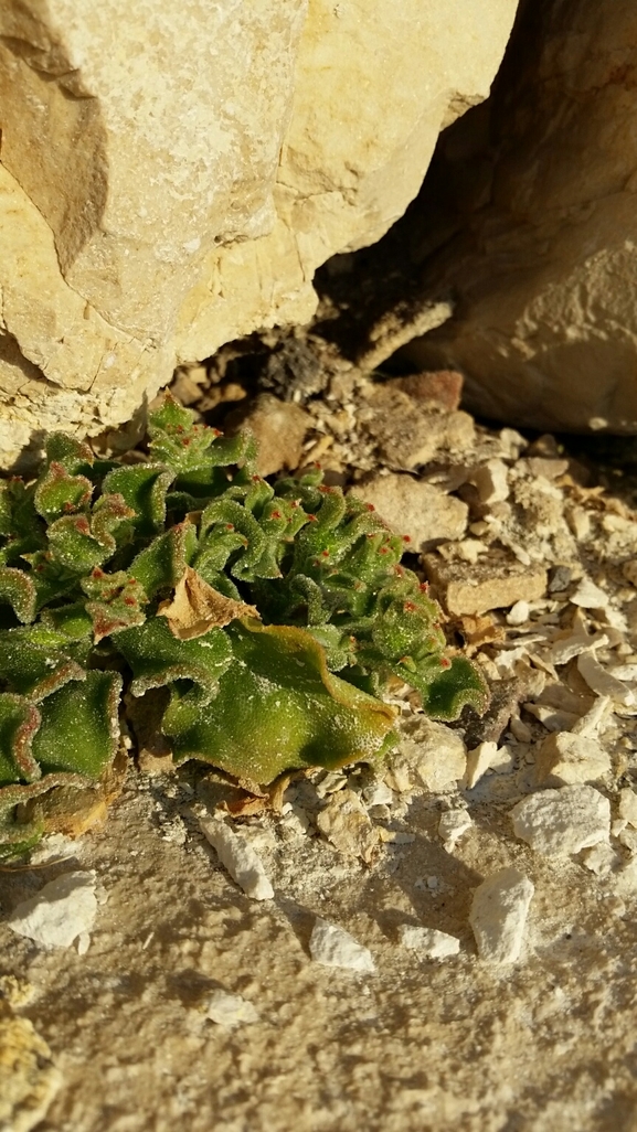 אהל הגבישים  צולם על ידי דותן רותם 