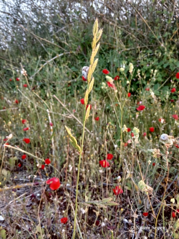 מצדית מגובששת  צולם על ידי נעם שגב 