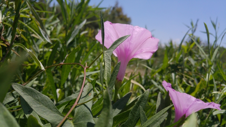 לפופית החיצים  צולם על ידי אתר הצמחים האדומים 